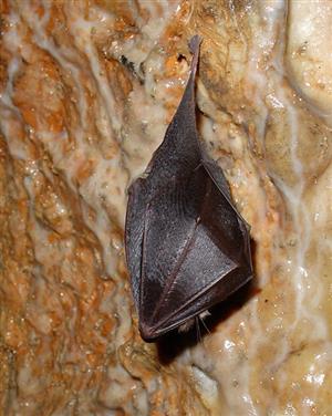 zimujúci Rhinolophus hipposideros